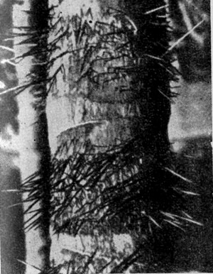 ��� ������ (Astrocaryum aculeatum) �������� � ����� ����������� ������, ������� ���������� ������� ������� �����