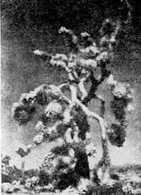 ���� (Yucca brevifolia) � �������������� �������