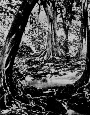 ���������� ������ (Inocarpus edulis).