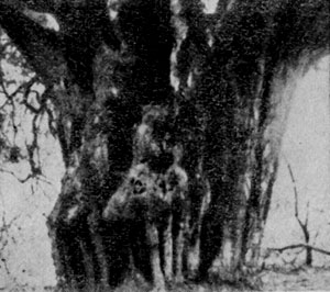 ���� ��� (Taxus baccata) ����������� ��� ����� � ����� ������. �������, ��� ������� � ������ ���.