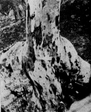 ��������������� ������ (��gophora lanceolata), �������� � ���������, ������ �����  ��������� �� ����������, �� �� ���������� �������� ��� ������� �� ���� ��������, ������� �� �����.