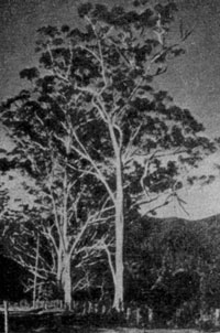 ����������� ��������� (Eucalyptus grandis)
