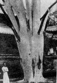 ��������� ����� � ����� ����� (Pinns bungeana).