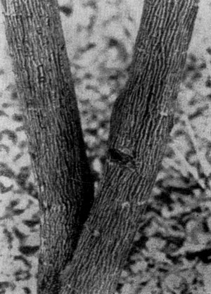 ��������� ���� (Acer davidii) ���������� ����� ����� � ������ �������.