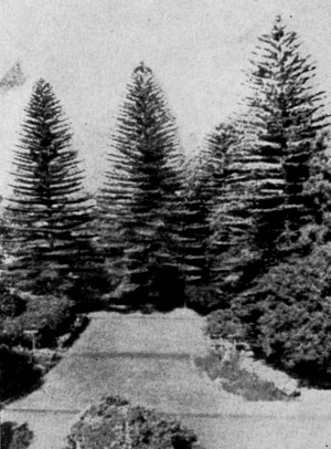 ����������� ����� (Araucaria excelsa) ���� ���������� ������������� � ��������� ���� ������.