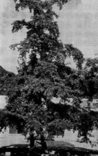 ������������ ������ (Terminalia calamansanay) ��������� � ���� ��������� ���� ����������, ���� ������ � ������������