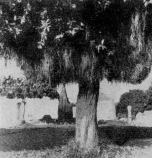 �������������� �������������� ������ (Metrosideros excelsa).