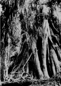 ��� �� �����, � ��������� �������� ���� ���� (Meirosideros robusta).