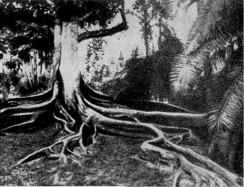 Ficns macrophylla �� ���������� �����
