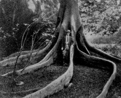 ���������� � ����������   �����   �����   (Ceiba   pentandra)    (����-���,���� �������).