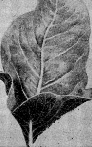������������    ����     ����������      ������      Ficus krishnae.