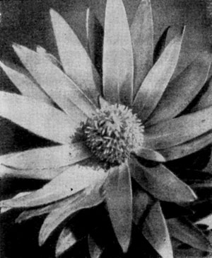 �� ��������-������� ����� Phyllobotryon, ��������� � ����������� ����� �������, ����������� ������.