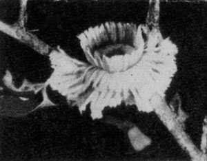 ������ Napoleona leonensis ����������� �� ������ ���������.