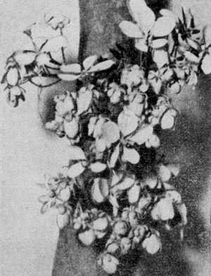 �����������   Chamaefistula. antillana.