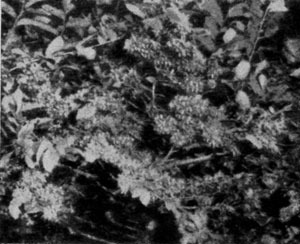 ������� ����� Ruprechtia coriacea (���������) � ������ ����������� ����� �������� ����� ������� � �� ����������� �������� ����-������� �������. ������ ������� ������ ���������.