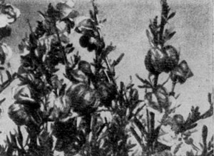 ���������� ����������������� ����� ��������� ��������� (Ny mania capensis) (��� ������ �������) ������ ��������, ��������, ������� � ��������.