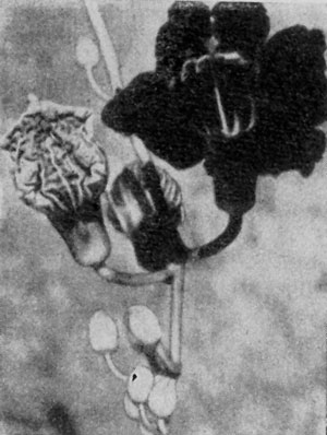 �����������     �����-�������     ������ ���������� ������  (Kigelia pinnata).