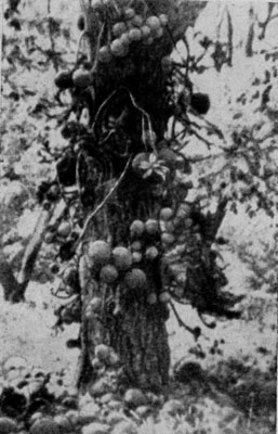 �� ������ ��������� ������ (Couroupita guianensis) ������� ��������� ����.