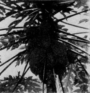 ������     (Carica    papaya), ��� ��������� ����.