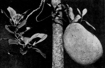 ���� Artocarpus heterophylla.