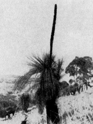 �����������   ����   (Xanthorrhoea   arborea)   ��   ������   ���������. ��� ��������� � ������ �� 2 �� 2,5 � � �������� ���������� ���������.