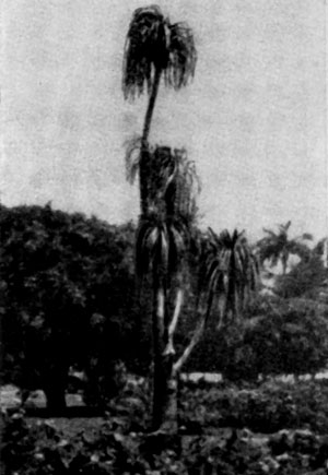 Beaucarnea recurvata, �������� � ������ �� ������ � ������, � �� � ���������� �������, �� ����� �������� ����� ��� ������ ������� �� ���� ������.