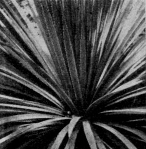 � ���������� ���������� (Dasylirion acrotrichum) ��� �������� ������.