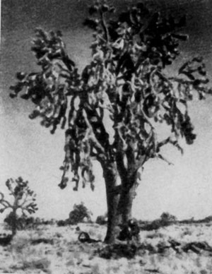 ��� ���� (Yucca brevijella), ������ ����������, ��������� � ������ 20 �, � ������� �� ������ �������� �� ��. ��� ����� � �������-����� � ����������.