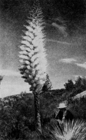 �� ���� �� �������� �� ��������� � ��������� ������ ��������� (Yucca whipplei).