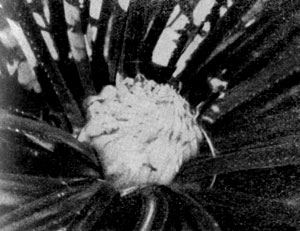 ������� ������ ��������� (Cycas circinalis) �� ������ ������ ��������.