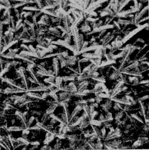 �������������� ����� (Abies balsamea), ������ ������� ������������.