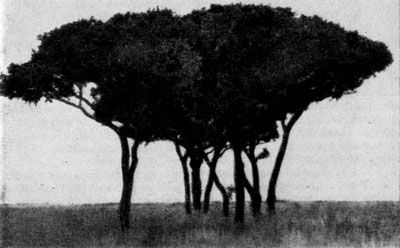 Parinariam curatellaefolium.