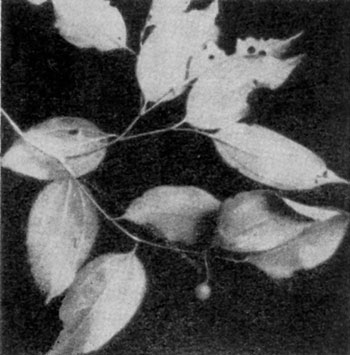 ��������� ������� (Celtis cinnamomea) ��������� ���������� ����� ������ ����� ����� ����, ��� ������ ������.