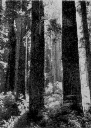 ������� (Sequoia sempervirens) � ���������� ������� ������������ ����.