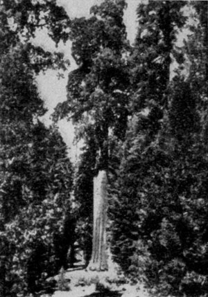 �������������� ��������� ������� (Sequoiadendron giganteum) � �� ����� �������, ��� �������, �� ������ �� � ������ � �������.
