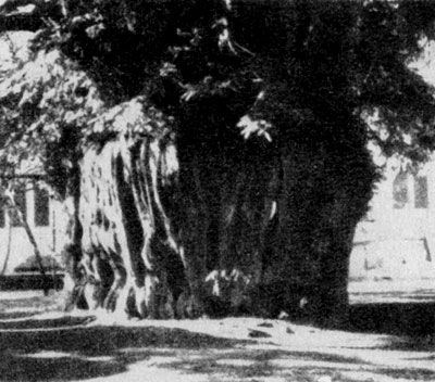 ������  ����   (Taxus  baccata)  �  ������  ���������  ����������  ������� ���������   ��������������   �������,   �������������  �������   �  ���������������.   �  �����  ��������  �  ��������   ������  ���  ������  ���������� ������ ����� 11 �. �� ������ � �������� ����������.