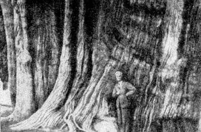 �������� ������������ ������� (Taxodium mucronatum) � ���-����.