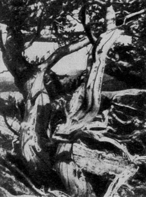 �������� ����� (Pinus aristata) ���� ������� ������� ���� � ����� ��������. ������� ����� ���� ������ �������� ������ �������.
