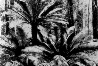 ������������� ��������� (Lepidozamia peroffskyana).