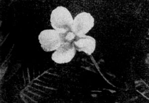 Wormia suffraticosa.