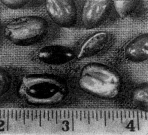 �����   Synsepalum   dulcificum.